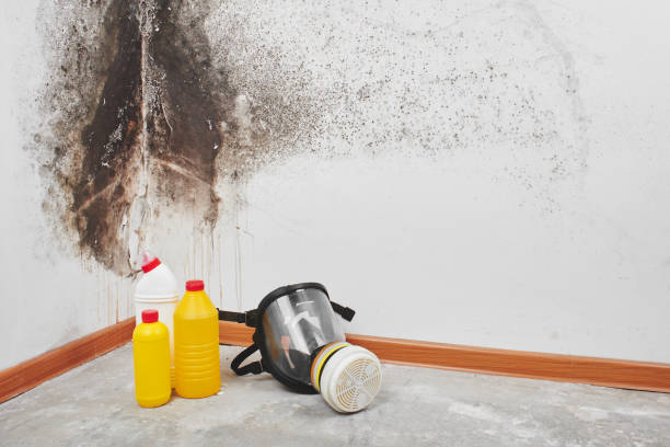 Best Basement Mold Remediation in Edgewater, NJ