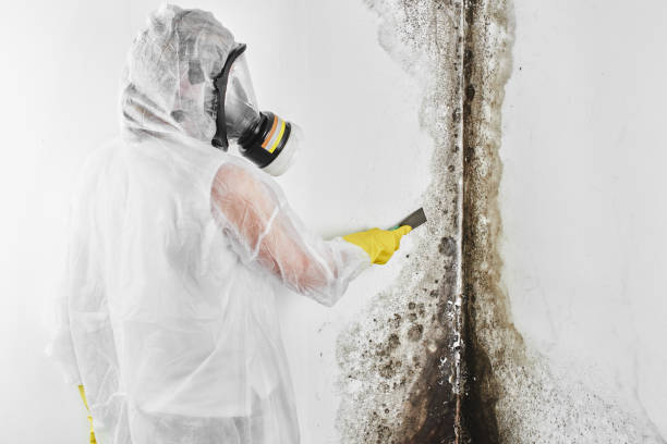 Best DIY Mold Remediation Support Services in Edgewater, NJ