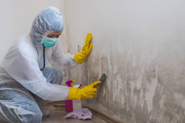Best Industrial Mold Remediation in Edgewater, NJ