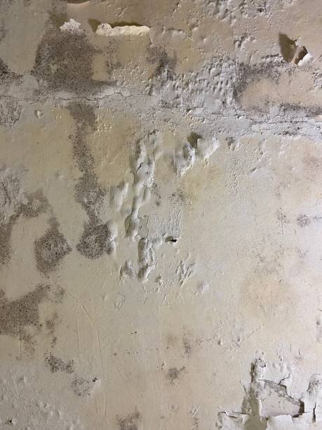 Edgewater, NJ Mold Remediation Company