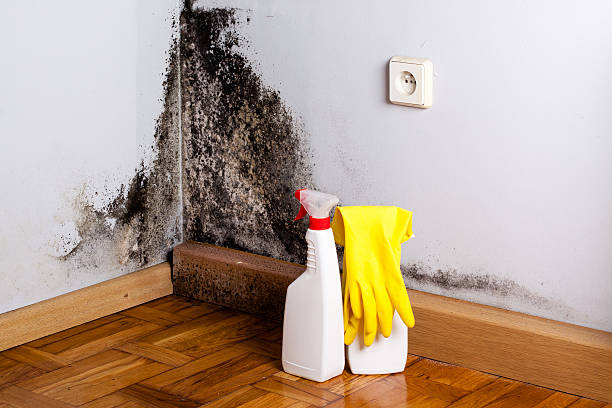 Best HVAC Mold Remediation in Edgewater, NJ